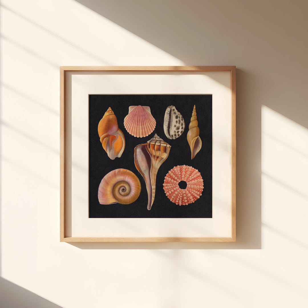 Seashells and Mollusks Art Print